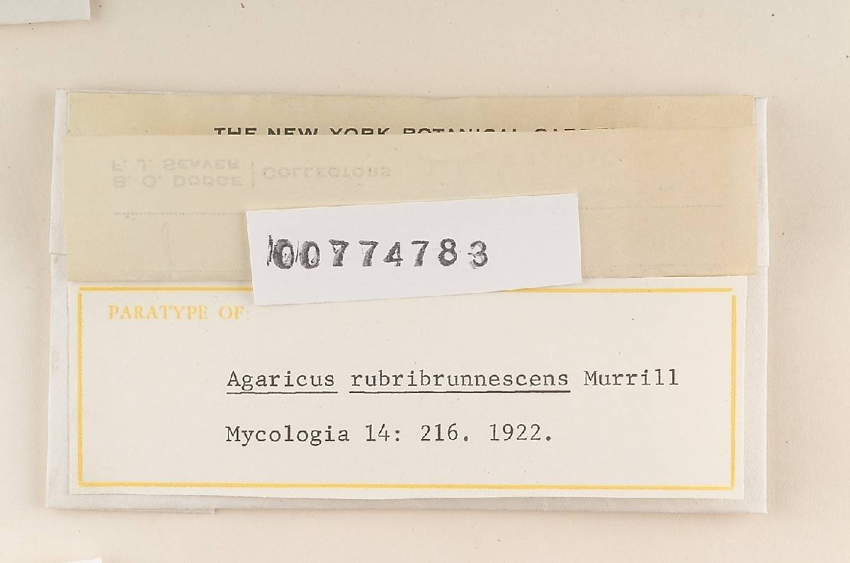 Agaricus rubribrunnescens image
