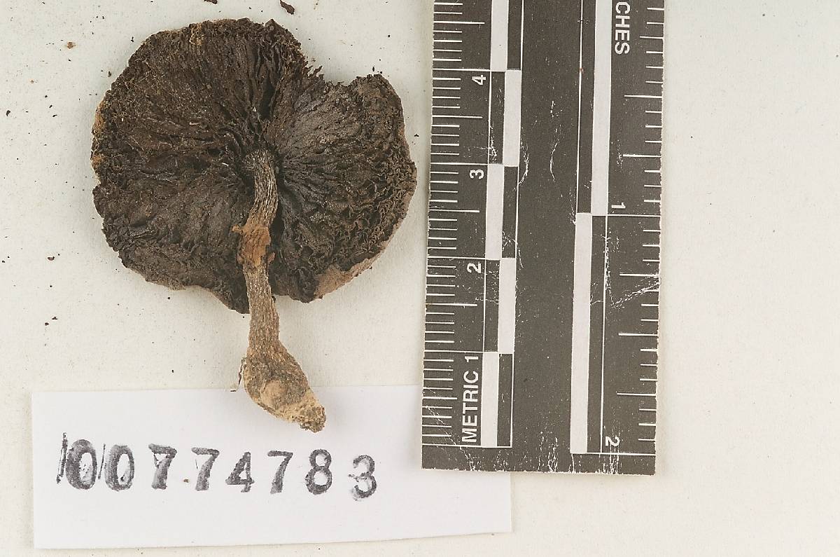 Agaricus rubribrunnescens image