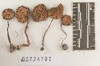 Agaricus rhodopolius var. umbilicatus image