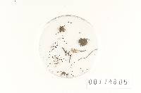 Agaricus olivaesporus image