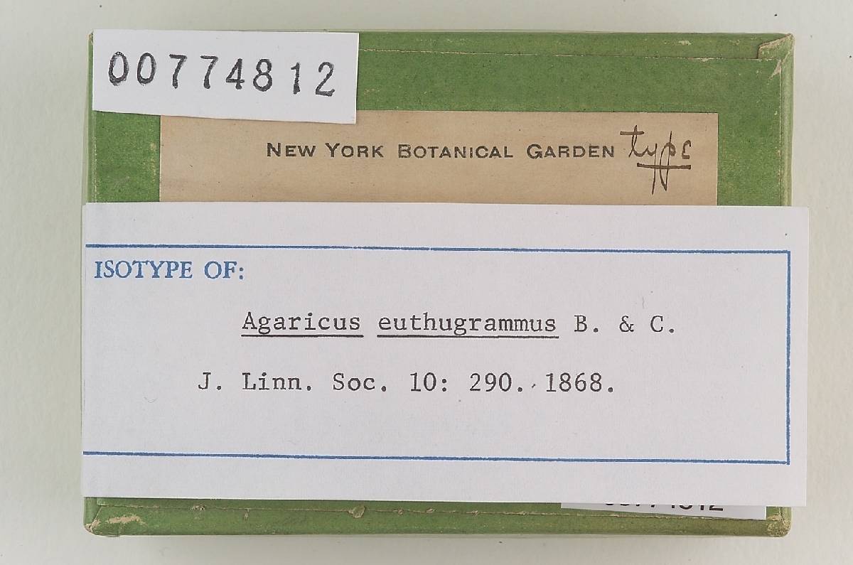 Agaricus euthugrammus image