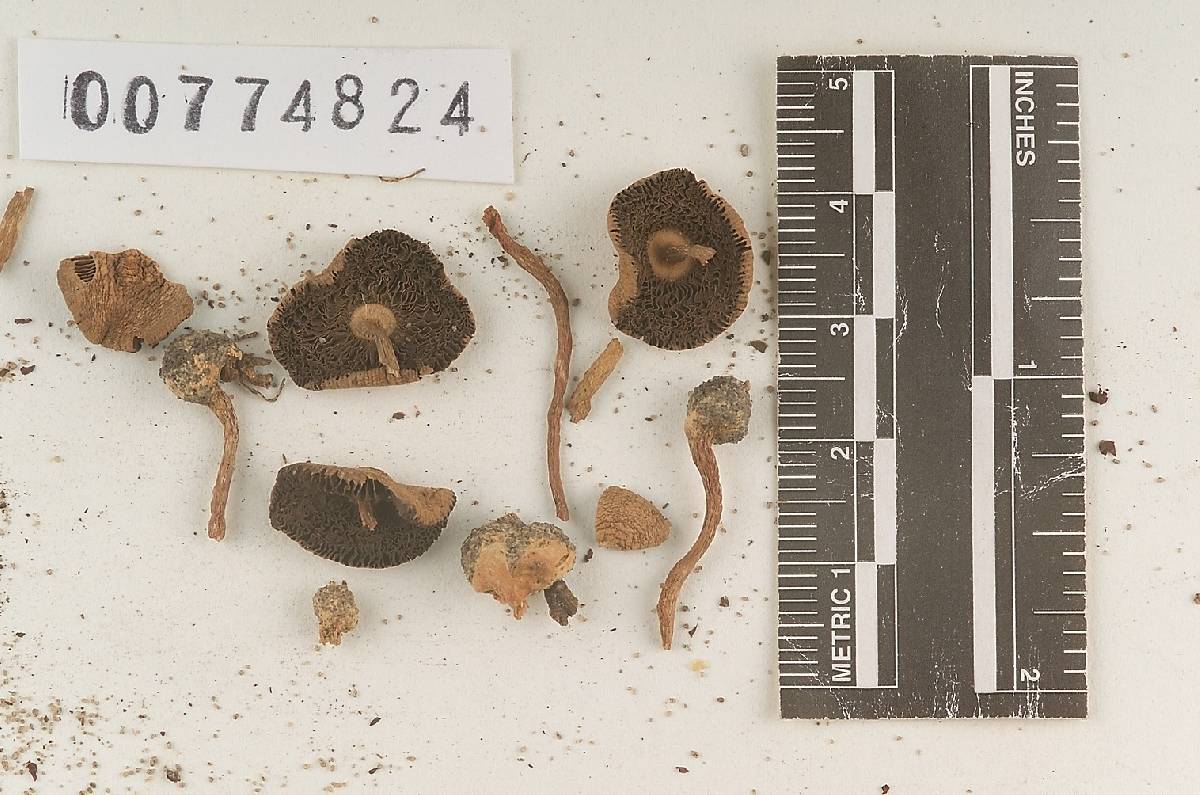 Agaricus subalachuanus image