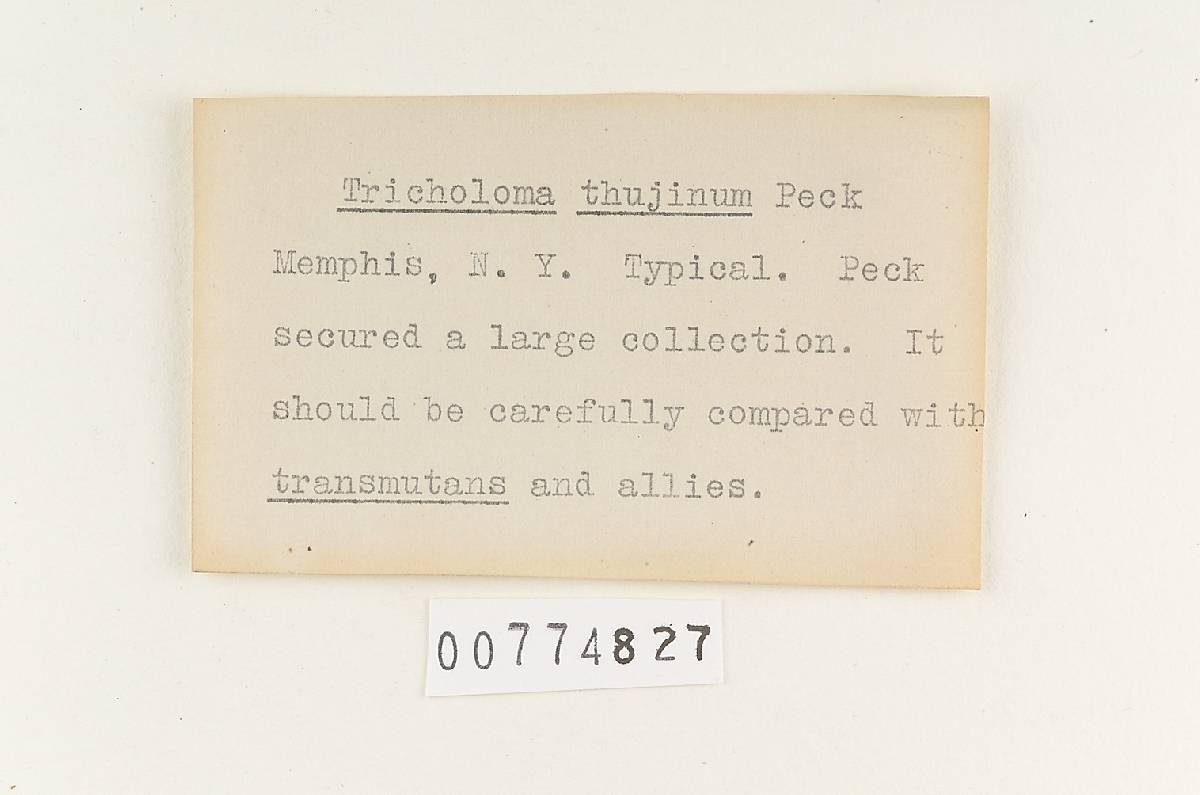 Agaricus thujinus image