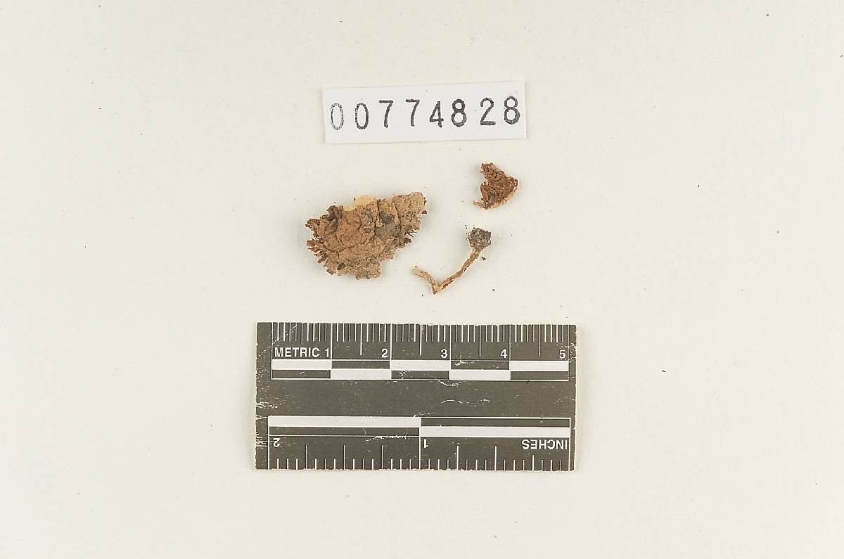 Agaricus sarcophyllus image