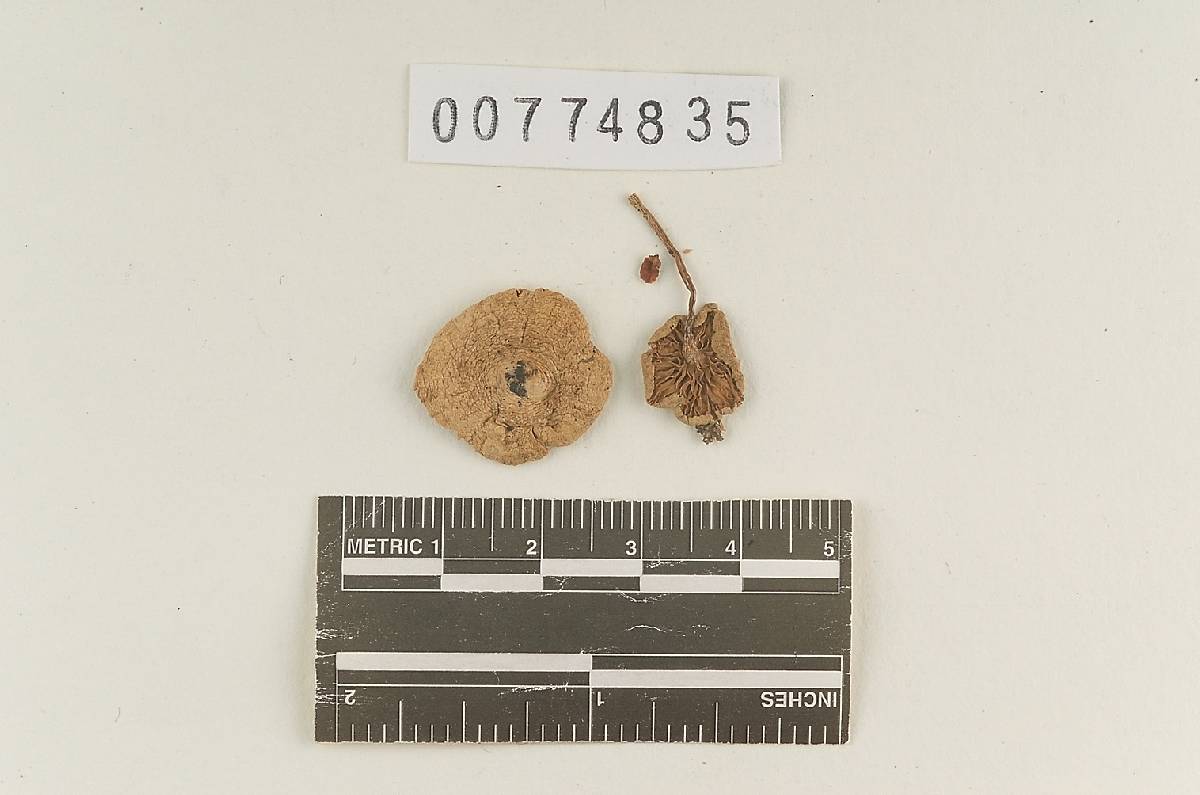 Agaricus unitinctus image