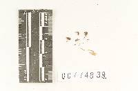 Agaricus commiscibilis image