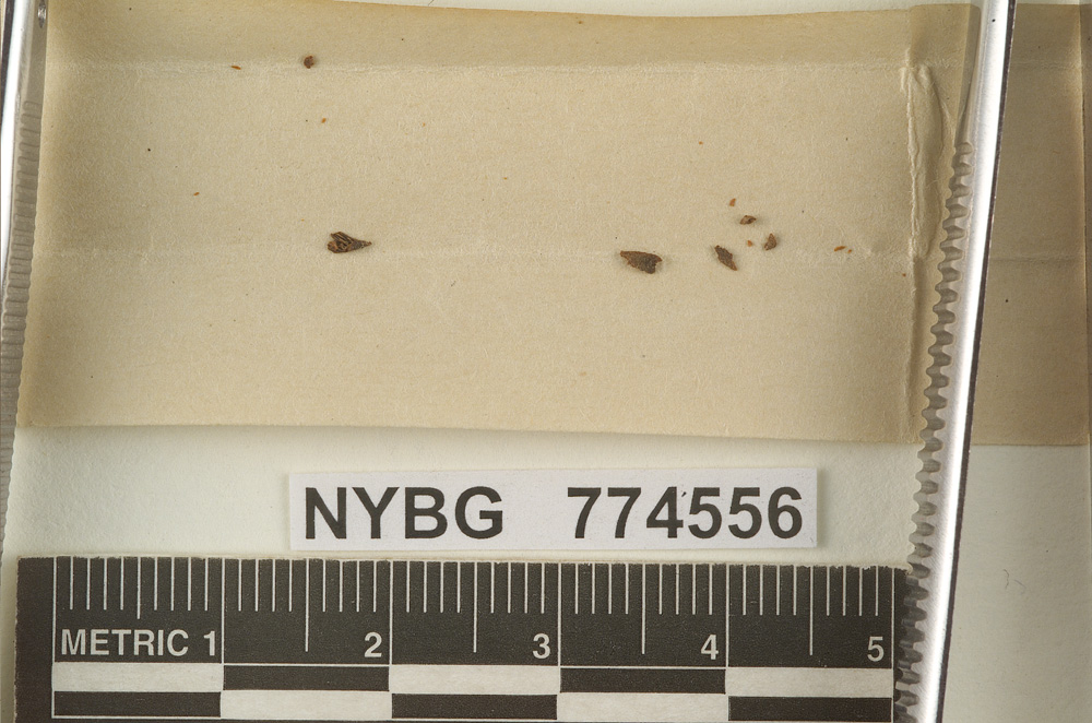 Marasmius coracipes image