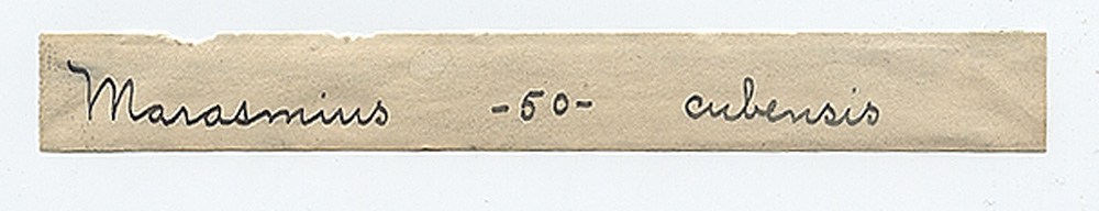 Marasmius cubensis image