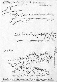 Mycena cucullata image