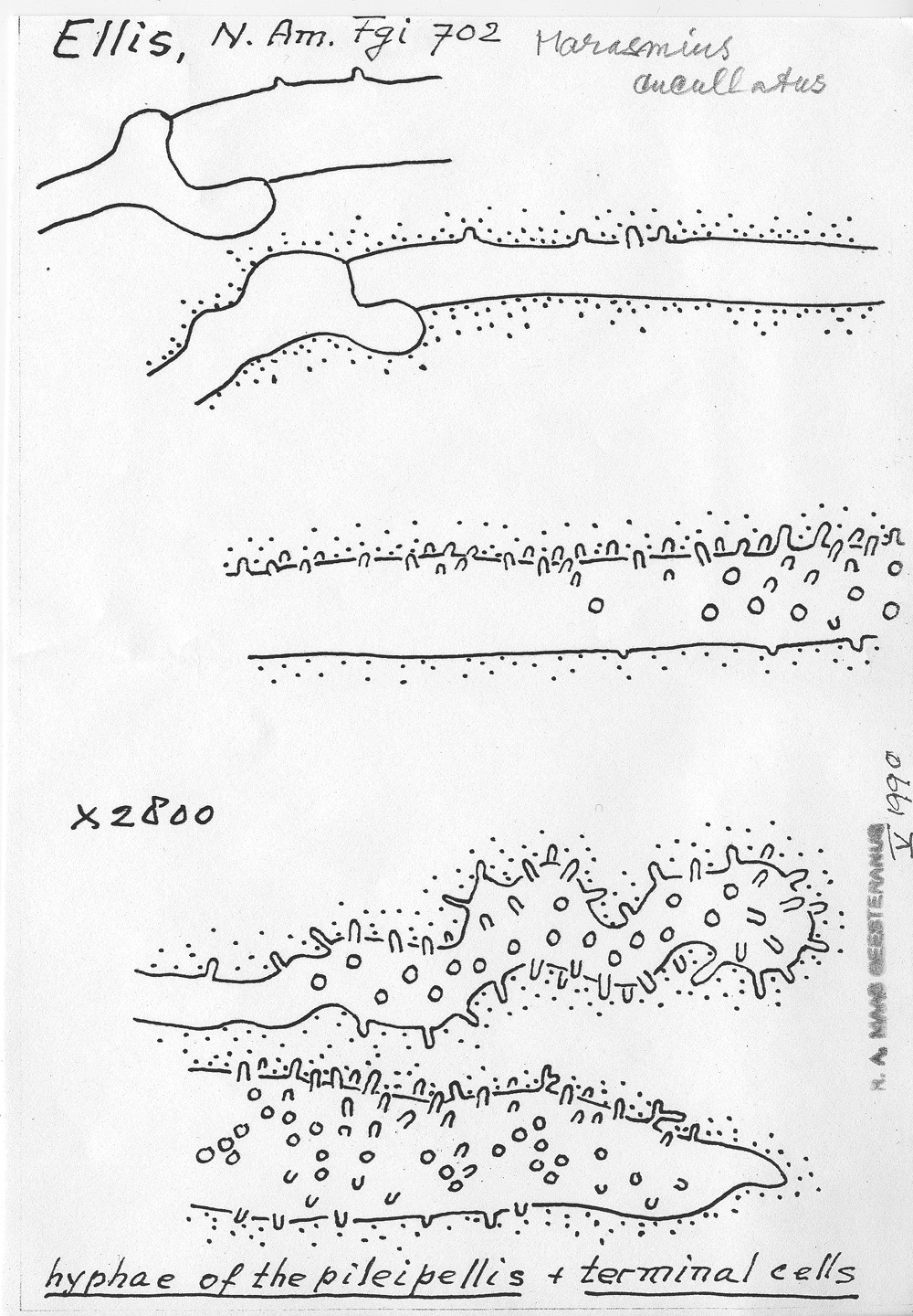 Mycena cucullata image