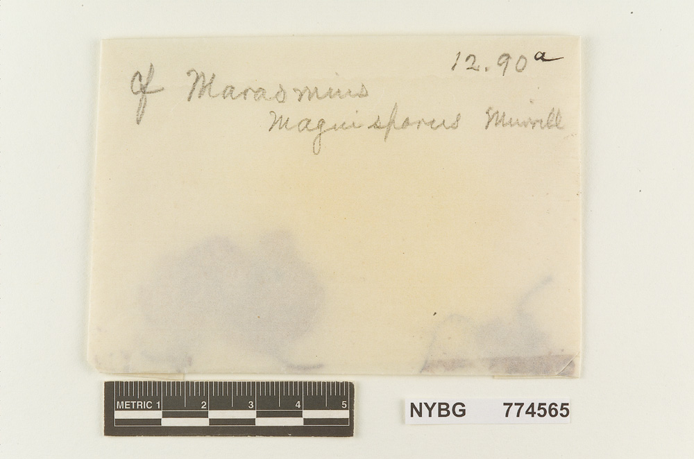 Marasmius magnisporus image