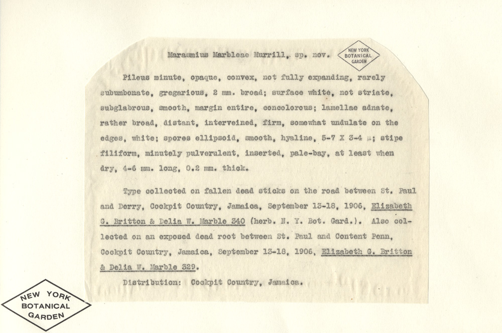 Marasmius marbleae image