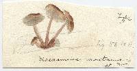 Marasmius montanus image