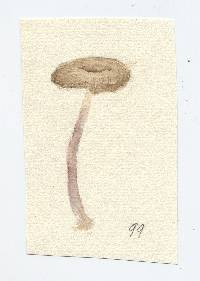 Marasmius montanus image