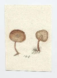 Marasmius montanus image