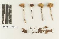 Marasmius obsoletus image