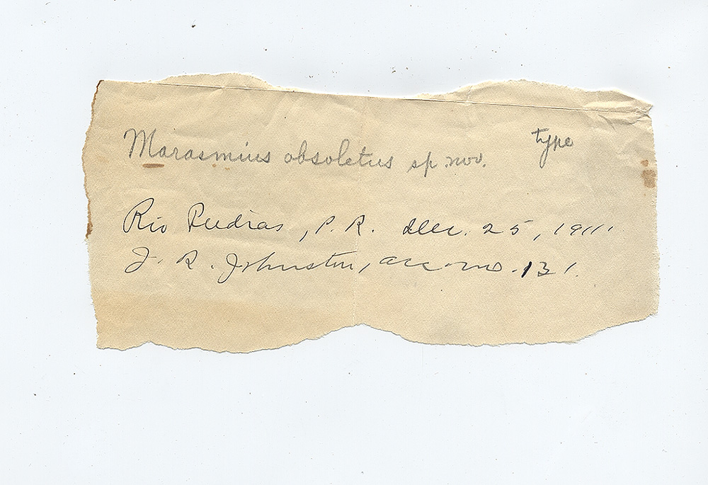 Marasmius obsoletus image