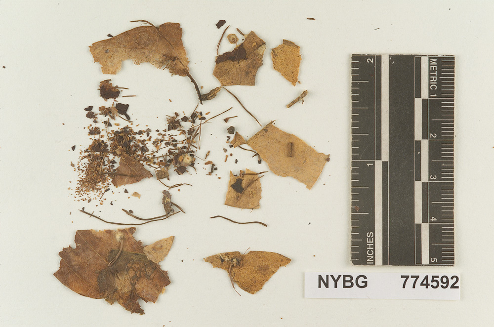 Marasmius paucifolius image