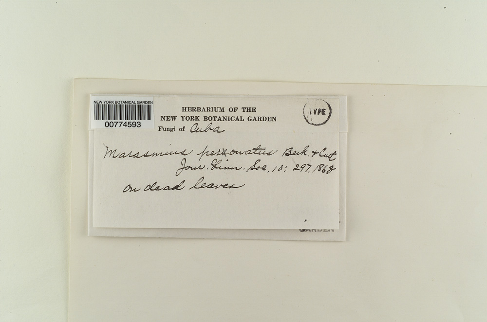 Marasmius personatus image