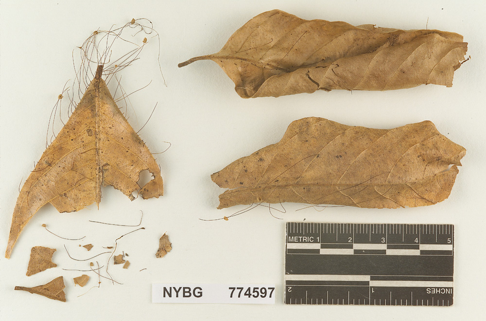 Marasmius peckii image