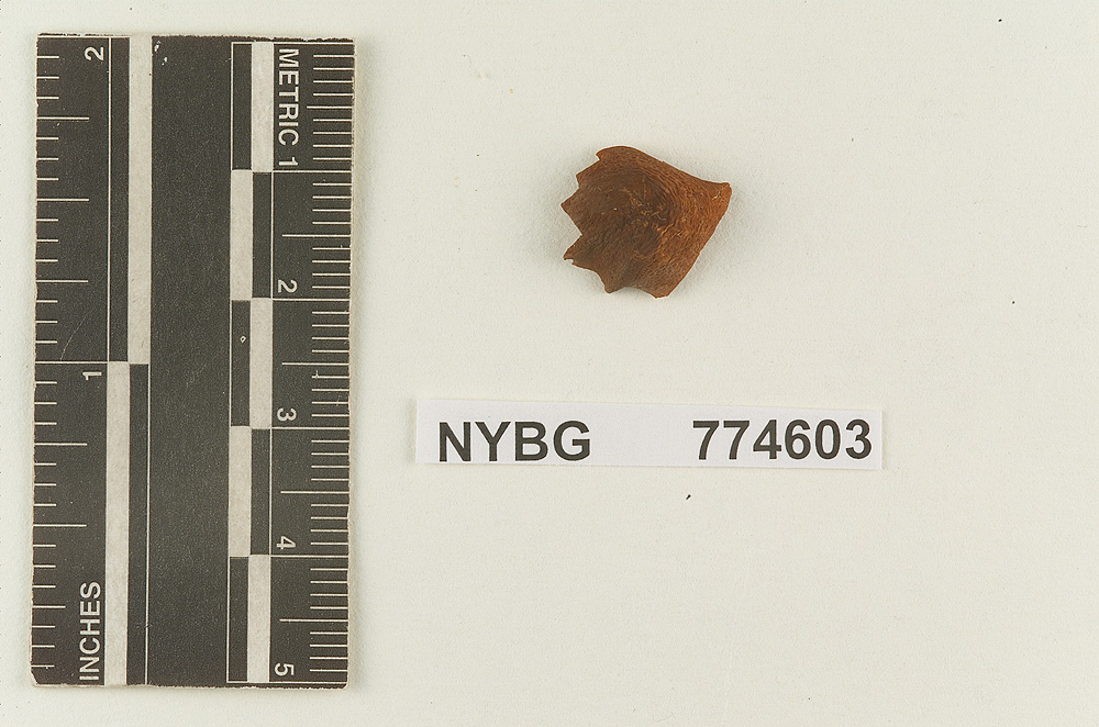 Marasmius polyporoides image
