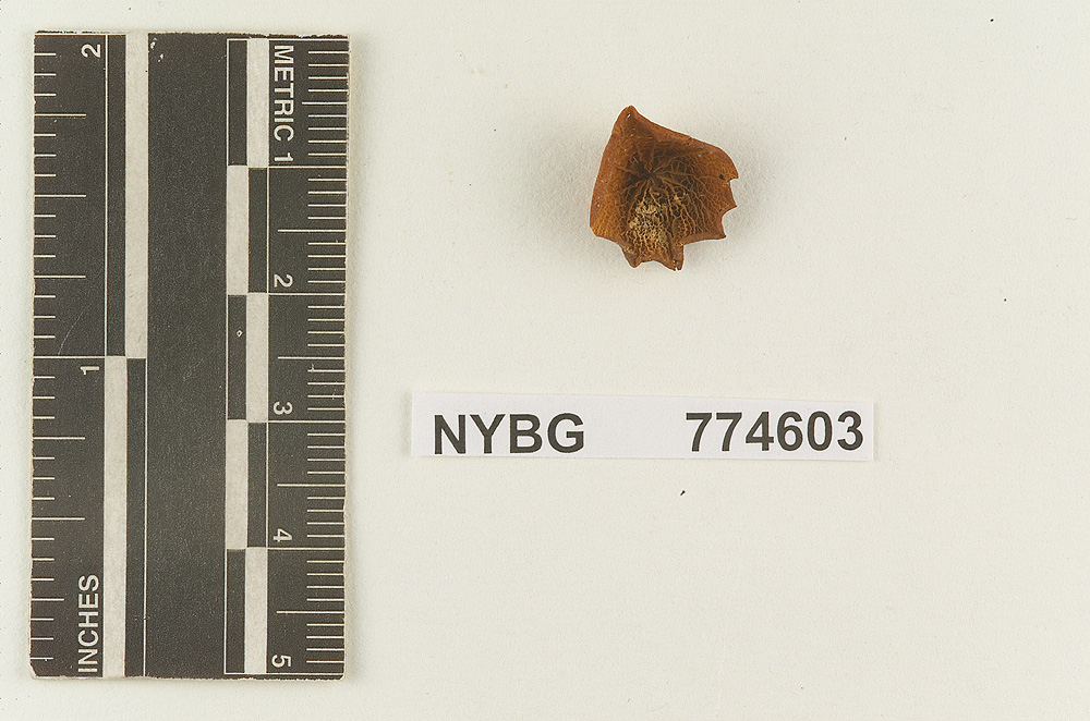 Marasmius polyporoides image