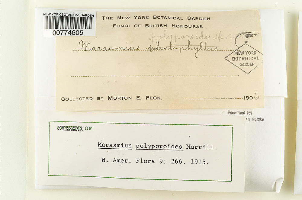Marasmius polyporoides image