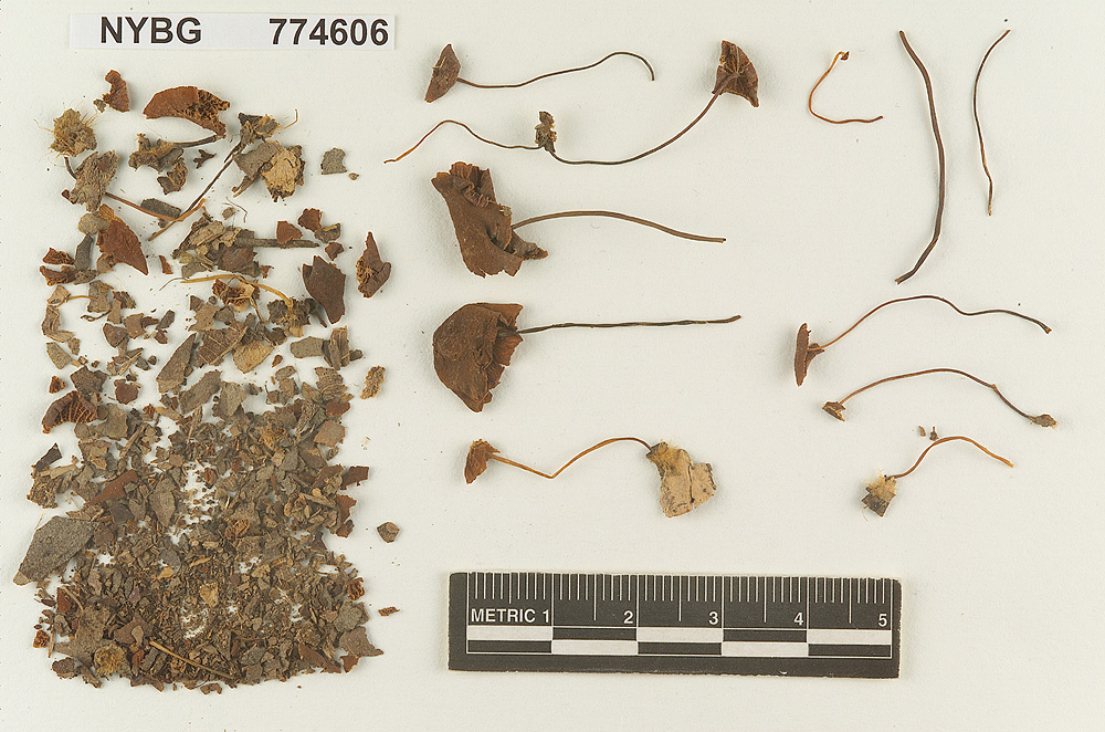 Marasmius polyporoides image