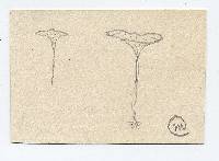 Marasmius praedecurrens image