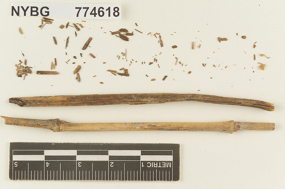 Marasmius pruinosulus image