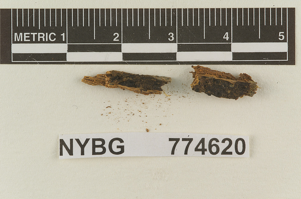 Marasmius proletarius image