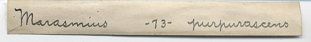 Marasmius purpurascens image