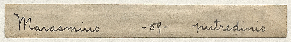 Marasmius putredinis image