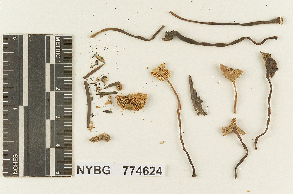 Marasmius salalis image