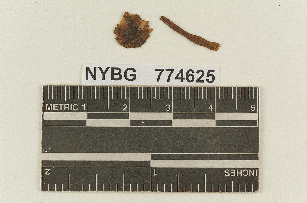 Marasmius sericipes image