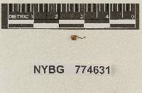 Marasmius stylobates image