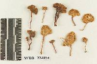 Marasmius subplexifolius image