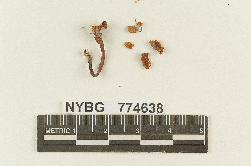 Marasmius sulcatipes image