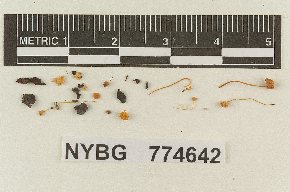 Marasmius theobromicola image