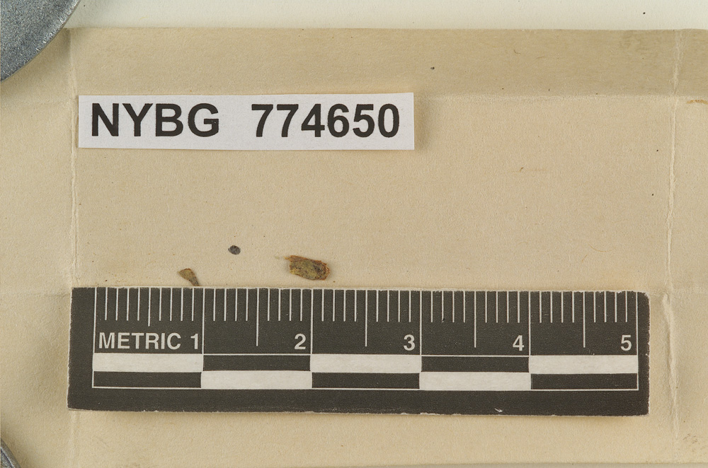 Marasmius inaequalis image