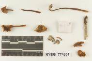 Marasmius jalapensis image