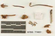 Marasmius jalapensis image