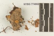 Gymnopus aurantiacus image
