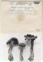 Clitocybe oreades image