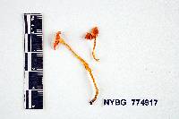 Hygrocybe miniatofirma image