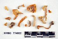Hygrocybe viridiphylla image