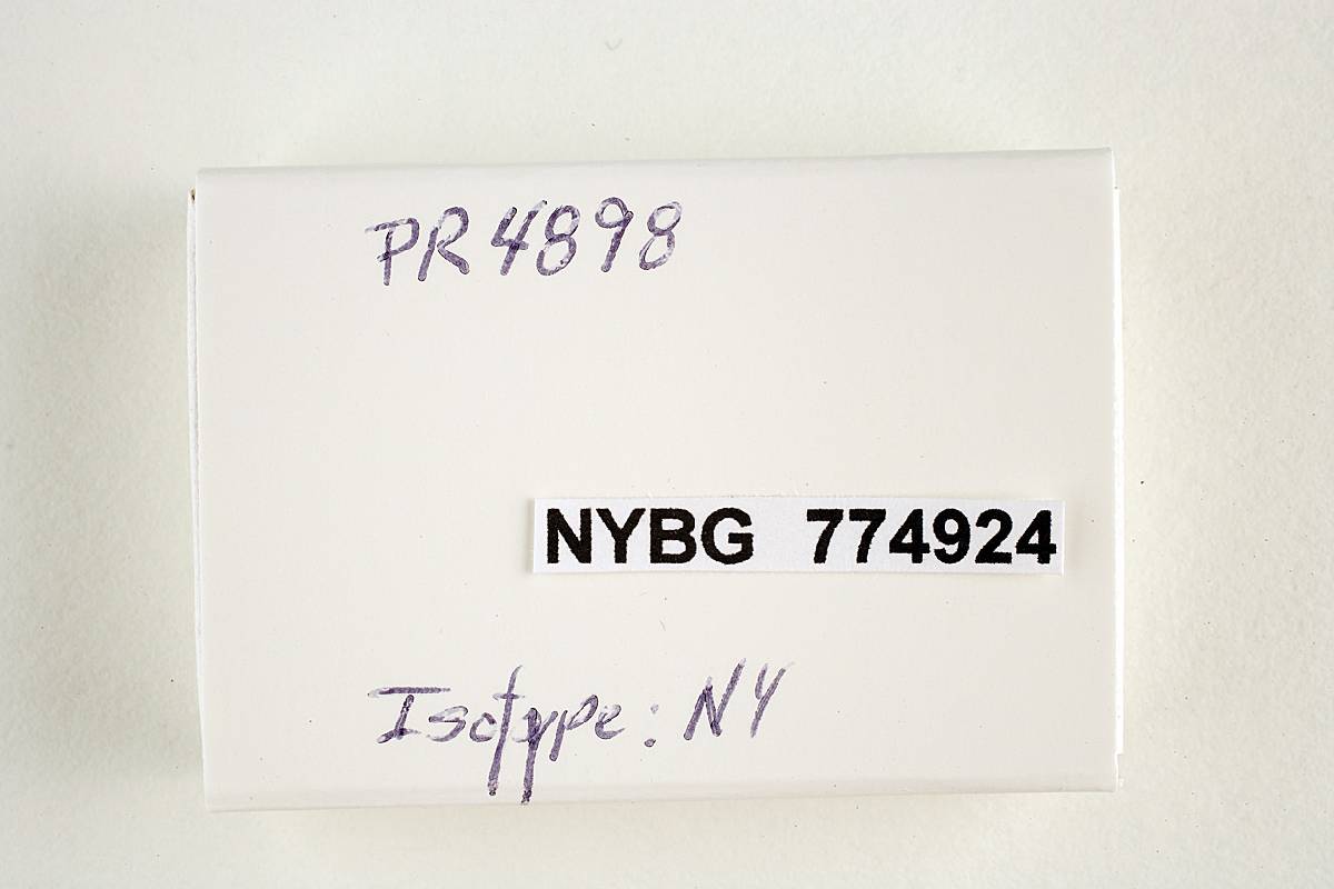 Hygrocybe zonata image