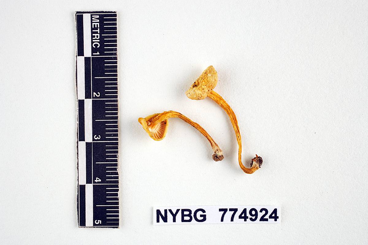Hygrocybe zonata image