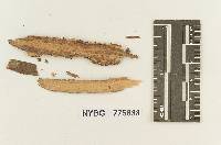 Thelephora retiformis image