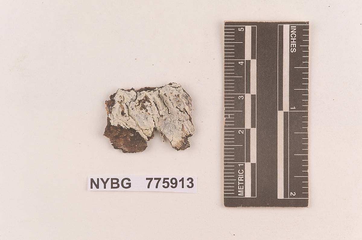 Gloeocystidium sernanderi image